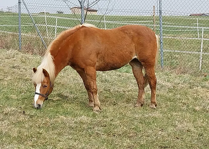Hofstub'n Lejlighed